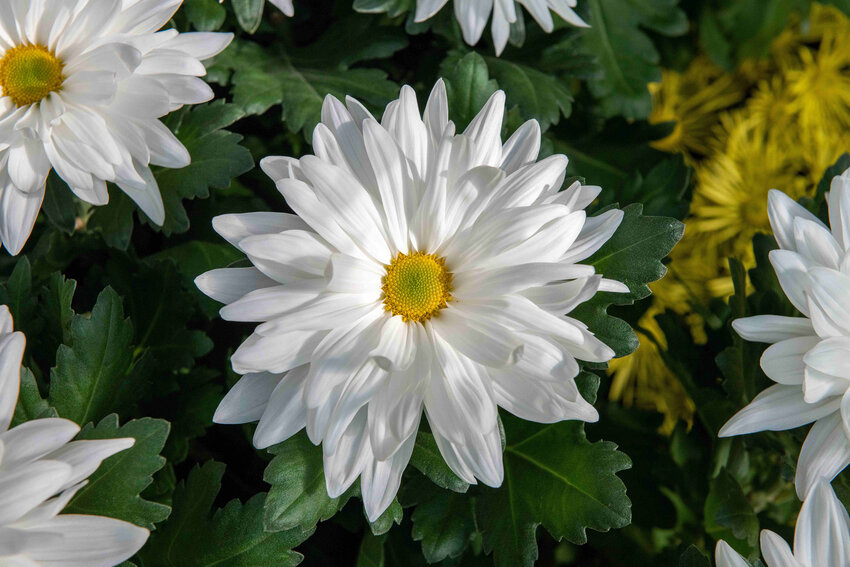 White daisy mums appear in full bloom at Longwood Gardens' annual Chrysanthemum Festival in Kennett Square, Pennsylvania.