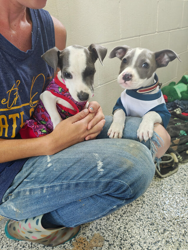 B.A.R.K. has helped rescue an estimated 1,300 dogs since the rescue pivoted to getting animals out of shelters. The Bishopville nonprofit is asking for the public's help to raise money for supplies, vet care and land and a building.